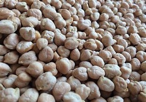 آغاز کشت نخود در اراضی زراعی کردستان