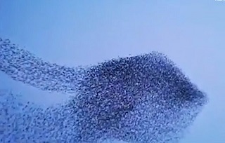 رقص گروهی پرندگان در آسمان +فیلم