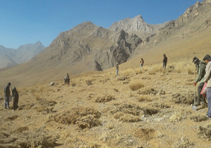 آغاز به کار کپه کاری در ۲۲۰ هکتار از اراضی ملی فسا