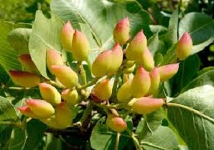 کارگاه آموزشی ملی مباحث نوین پسته در بشرویه