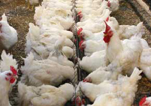 بیش از ۳۹ مورد بازرسی بهداشتی و قضایی از مرغ زنده در مهاباد
