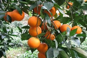 آغاز برداشت مرکبات در گلستان