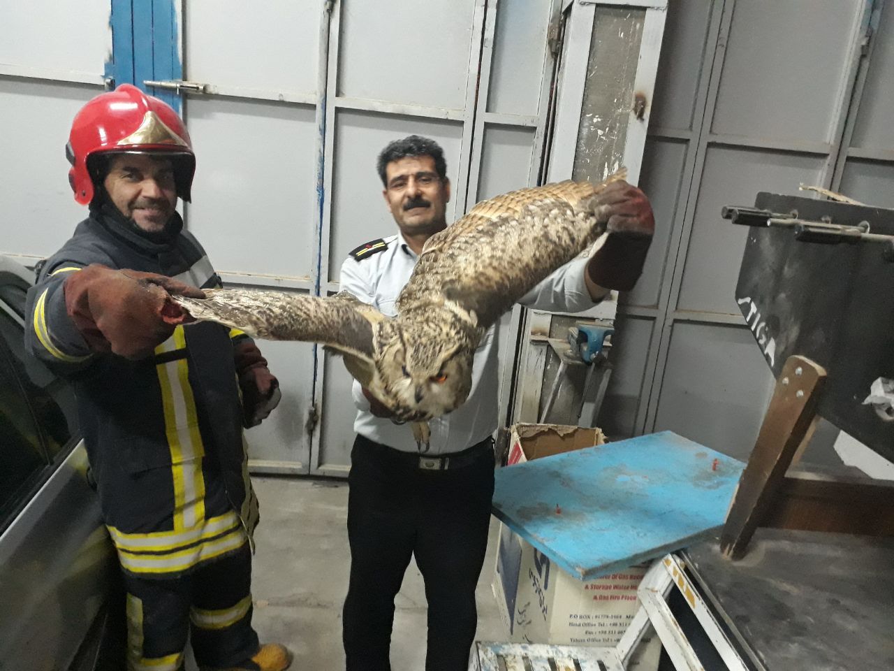 نجات جغد زخمی توسط آتش نشان سبزواری/ شهروندان مراقب پرندگان باشند
