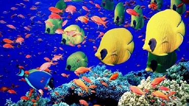 تولید ۶۵ میلیون و ۵۰۰ هزار قطعه ماهی زینتی در اصفهان