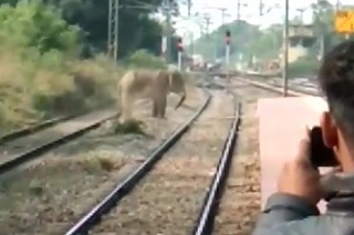 فیل وحشت&zwnj;&lrm;زده سبب تخریب روستا شد +فیلم