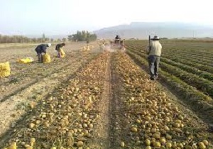 اشتغال بیش از 4000 نفر در بخش کشاورزی اردبیل