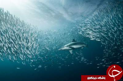 تصاویری شگفت انگیز از دنیای زیر آب