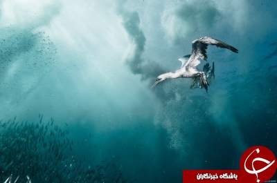 تصاویری شگفت انگیز از دنیای زیر آب