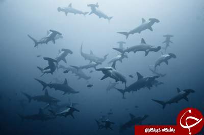 تصاویری شگفت انگیز از دنیای زیر آب