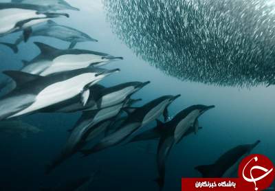 تصاویری شگفت انگیز از دنیای زیر آب