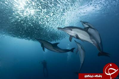 تصاویری شگفت انگیز از دنیای زیر آب