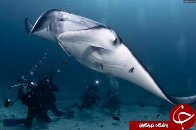 تصاویری شگفت انگیز از دنیای زیر آب