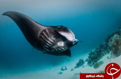 تصاویری شگفت انگیز از دنیای زیر آب