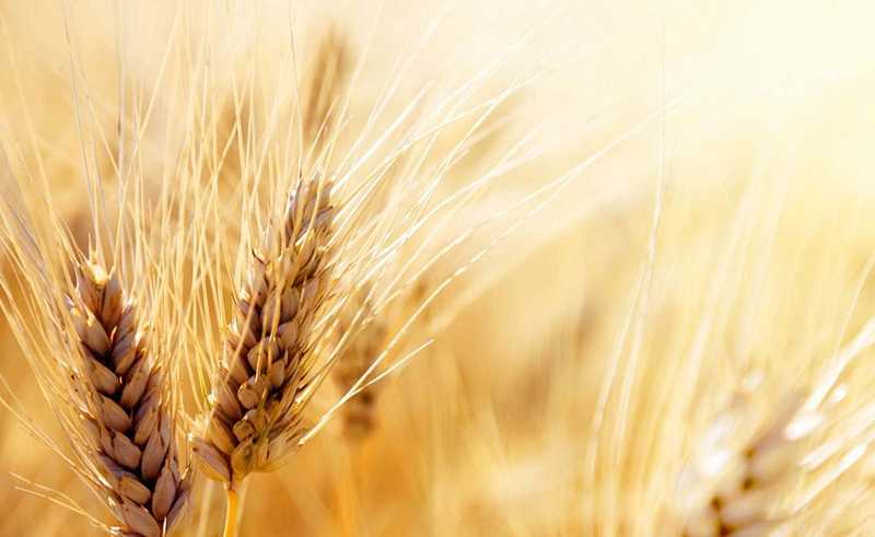 نرخ واقعی هر کیلو خرید تضمینی گندم ۱۸۵۰ تومان است/آینده تولیدگندم در معرض خطر است