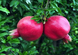انارکاران نسبت به احداث سردخانه اقدام کنند