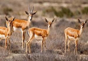 افزایش جمعیت آهوی ایرانی به ۵۰ رأس