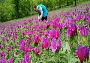 اختصاص 4 هکتار از زمین های کشاورزی اندیکا به کشت گیاهان دارویی
