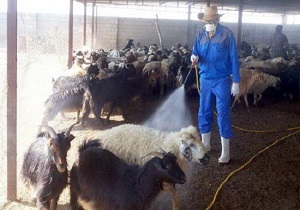 سم پاشی ۳۴ هزار رأس دام علیه بیماری تب کریمه کنگو