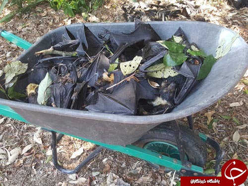 صحنه های ترسناک از مرگ خفاش ها در استرالیا+تصاویر