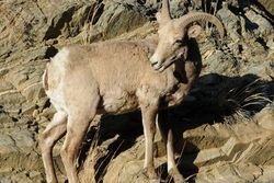 کشف لاشه یک راس کل وحشی با تایید آزمایشات ژنتیکی