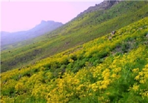 اجرای 100 در صدی عملیات بیولوژیکی در حوزه های آبخیز استان اردبیل