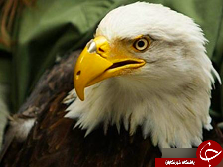 11 حیوان با اندام مصنوعی!+تصاویر
