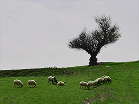 اجرایی شدن طرح حفاظت مشارکتی در مراتع گیلان