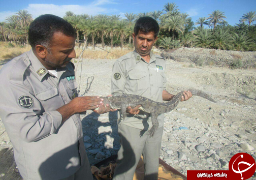 نجات دو سرتمساح پوزه کوتاه در قصرقند