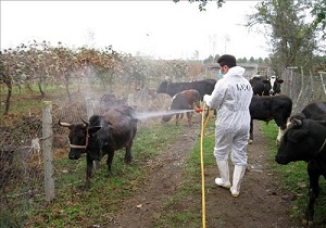 سم پاشی و پایش بیش از ۳۴ هزار رأس دام