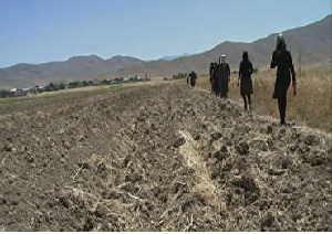 کشت نشایی در دستور کار وزارت جهاد کشاورزی