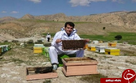 نوشیدنی از درون شکم زنبور، برای درمان مردم