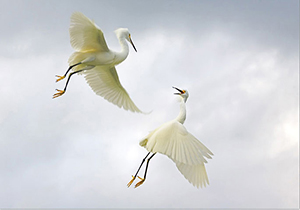 دُرنایی که امسال هم تنها آمد +صوت