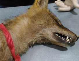 زخمی شدن ۲ نفر بر اثر حمله شغال/لاشه حیوان برای آزمایش بیماری هاری به دامپزشکی منتقل شد