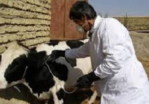 تحقق پوشش ۹۰ درصدی مایه کوبی دام‌های سنگین فردوس
