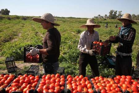 تعاون روستایی گوجه فرنگی کشاورزان بوشهری را توافقی خریداری می&zwnj;کند