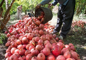 برداشت ۳ هزار تن انار در سرایان