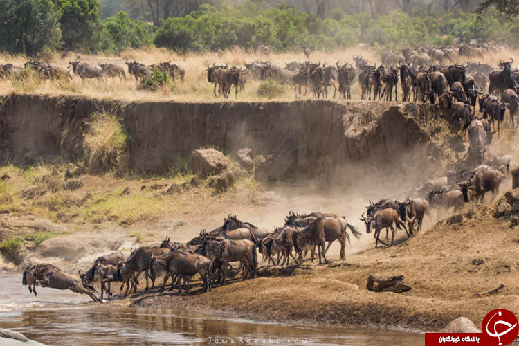 بررسی و معرفی روش&zwnj;های تعیین قلمرو در بین جانوران/ آیا میدانید؛ چرا حیوانات برای خود قلمرو مشخص می&zwnj;کنند؟!