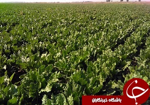 اجرای کشت نشایی چغندرقند در اندیمشک