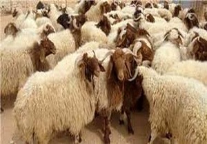 کشف 468گوسفند توسط نیروهای هنگ مرزی/ جریمه بیش از 4میلیارد ریالی متخلف