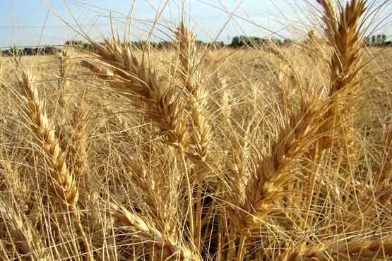 کشت گندم در سطح ۸۰ هزار هکتار از اراضی استان بوشهر