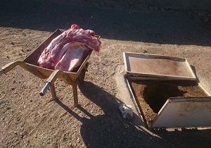 ضبط و معدوم سازی ششمین لاشه شتر در کشتارگاه نهبندان