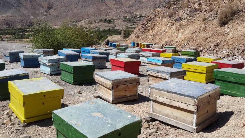 سرشماری بیش از 51 هزار کلنی زنبور عسل در جنوب کرمان