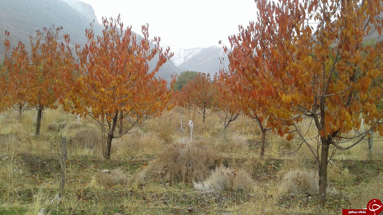 نمایی از طبیعت پاییزی در روستای فور + تصاویر