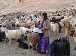 تاثیر بسزای قشر عشایر استان ایلام در تولید محصولات دامی و لبنی