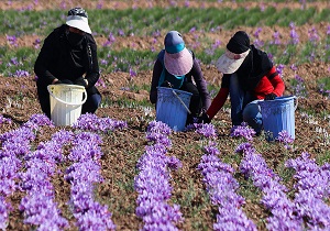 برداشت زعفران در دامغان