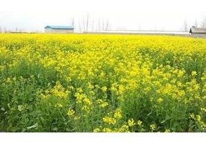 مبارزه شیمیایی با آفات و بیماری‌ها در ۵ هزار هکتار از مزارع کلزا در میاندورود