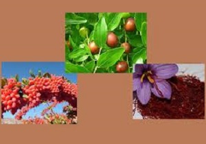 تجلیل از صادرکنندگان نمونه خراسان جنوبی