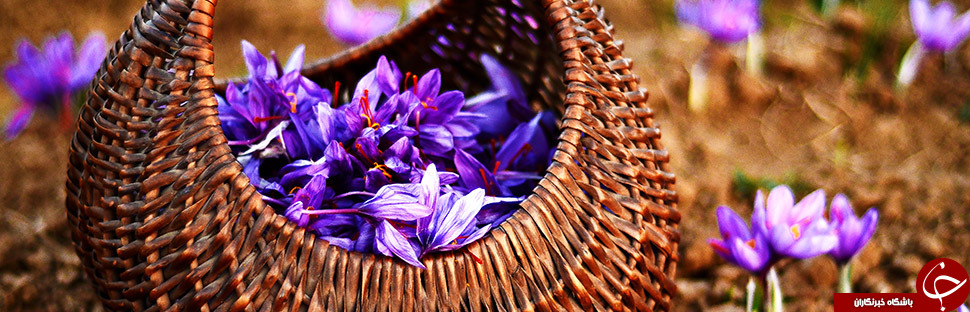 چقدر زعفران صادر کنیم تا درآمدی همانند صادرات نفت داشته باشیم؟