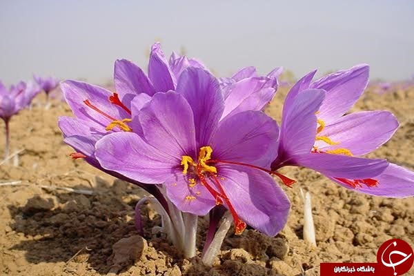 چقدر زعفران صادر کنیم تا درآمدی همانند صادرات نفت داشته باشیم؟