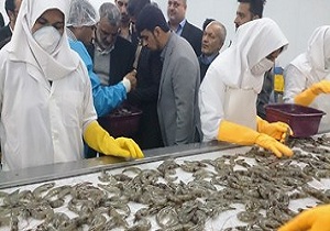 واحد عمل آوری و بسته بندی ماهی و میگو در بندرعباس به بهره برداری رسید